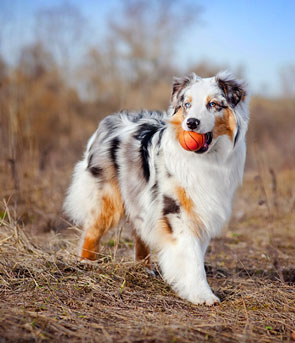 Buy instagram likes 15 australian shepherds How to get instagram followers cydia 2015